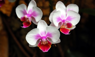 Orchideenimpression #10