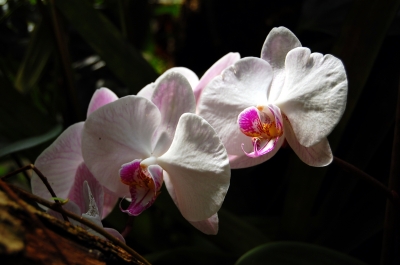 Orchideenimpression #11