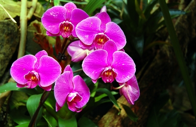 Orchideenimpression #12