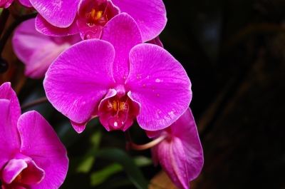 Orchideenimpression #13