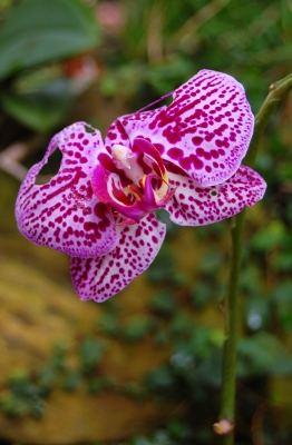 Orchideenimpression #15