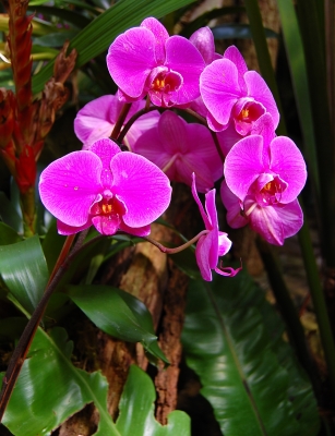Orchideenimpression #16