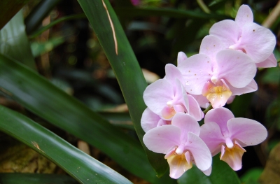 Orchideenimpression #17