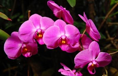 Orchideenimpression #18