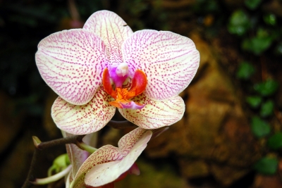 Orchideenimpression #14