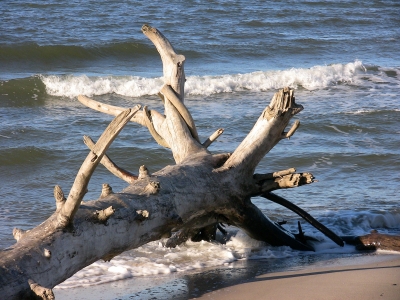 Verwitterter Baum am Strand
