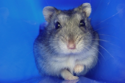 Hamster Sammy 1