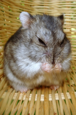 Hamster Sammy 6