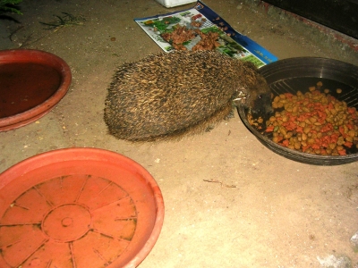 Igel - bilder