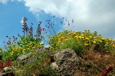 im Steingarten