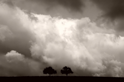 Zwei Bäume mit Gewitterwolken
