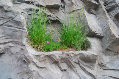 Pflanzen im Fels