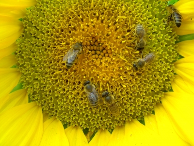 Bienen lassen sich den Sonnenblumennektar schmecken