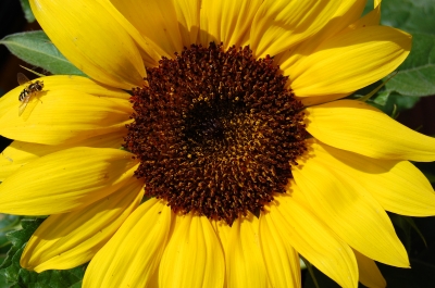 Sommer, Sonne, Sonnenblume