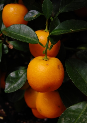 orange frisch