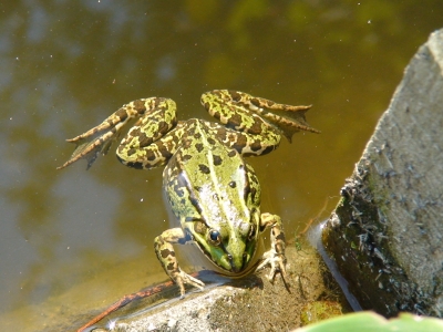 Frosch 2