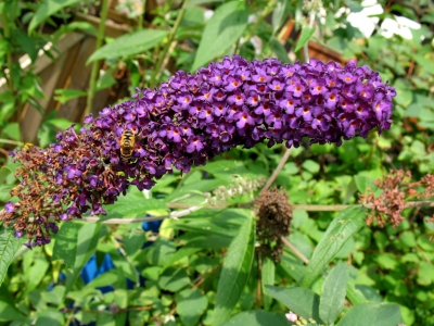 Juli 08 Sommerflieder Blüte waagerecht