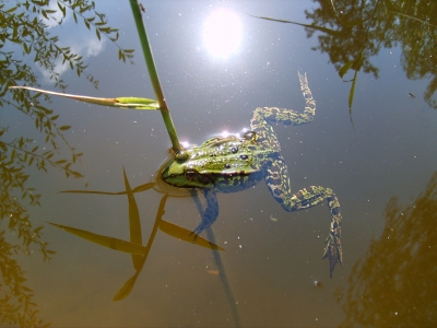 Frosch 3