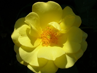 gelbe Rose freigestellt