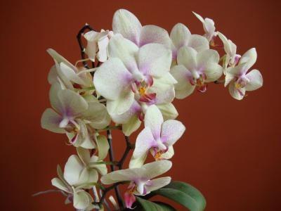 Orchidee