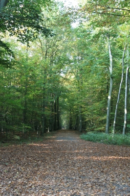 Waldweg im Hochformat