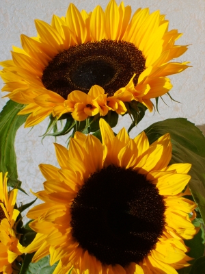 Sonnenblumen