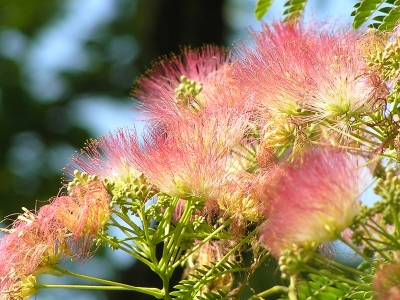 Seiden-oder Schlafbaumblüten  Albizia