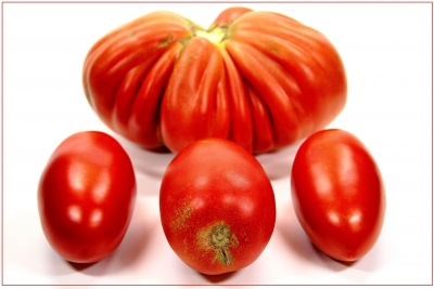 Tomaten 17