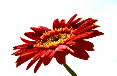 gerbera