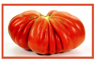 Tomaten 13