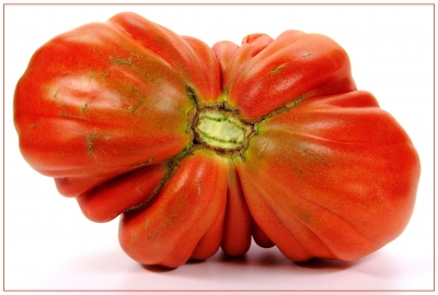 Tomaten 15