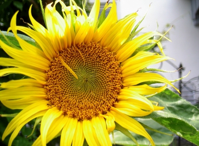 Sonnenblume