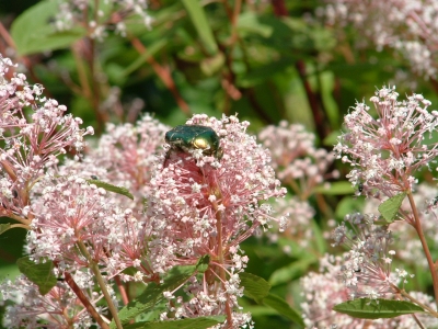 Schkoladenblume mit Käfer