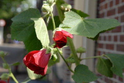 Stockrose in Enkhuizen