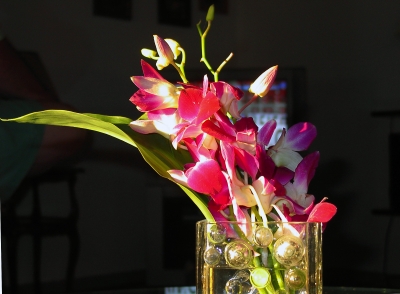 Orchideen im Abendlicht 1