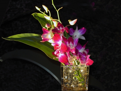 Orchideen im Abendlicht 2