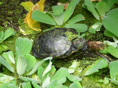 Schildkröte im Teich