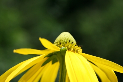 Gelbe Blüte II