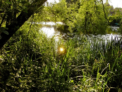 Abendsonne im See