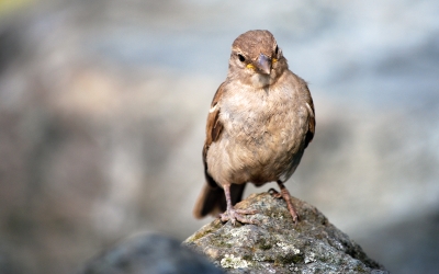 kleiner Dreckspatz