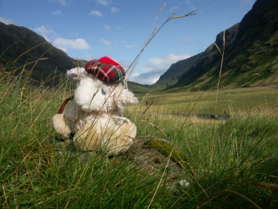 Schaf im Glencoe