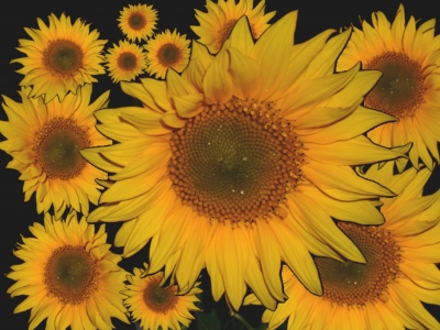 Collage von einer Sonnenblume