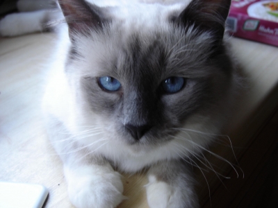 Blaue Augen Katze