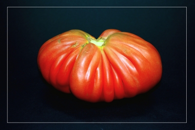 Tomaten 23