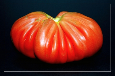 Tomaten 24