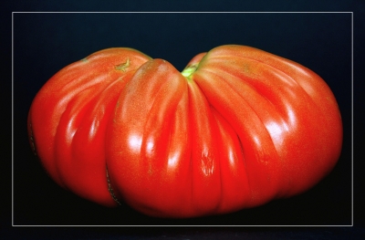 Tomaten 25