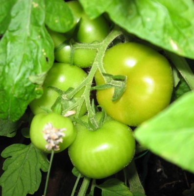 grüne Tomaten 1