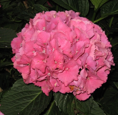 Hortensie Blüte rosa