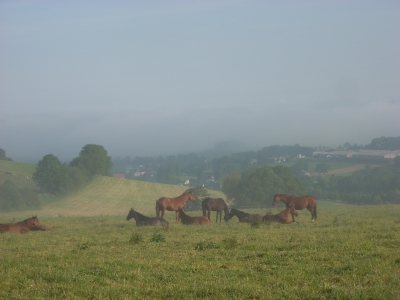 Pferde im Morgennebel