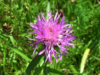 Wiesenblume 3